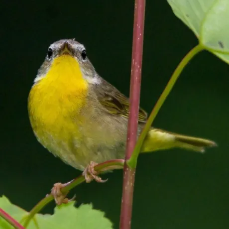 Jess Sullivan's profile picture: a yellow-breasted bird on a red stem among green leaves