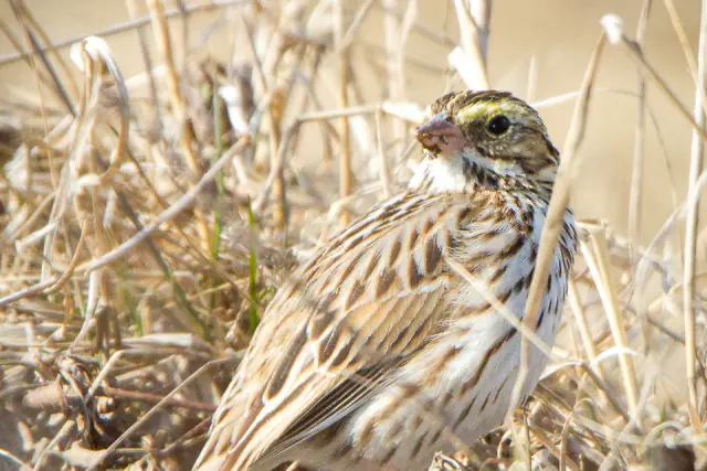 A sparrow with a streaked breast and a yellow stripe over the eye, perched in dry grass.